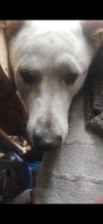 Lost Male Dog last seen East Dickson and 35 south freeway, Fort Worth, TX 76110