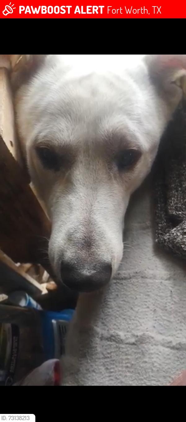 Lost Male Dog last seen East Dickson and 35 south freeway, Fort Worth, TX 76110
