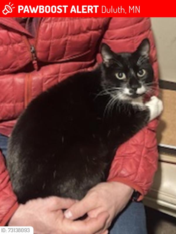 Lost Male Cat last seen Near east superior street, Duluth, MN 55812