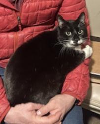 Lost Male Cat last seen Near east superior street, Duluth, MN 55812