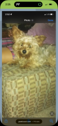 Lost Male Dog last seen Between allerton and adee, The Bronx, NY 10469