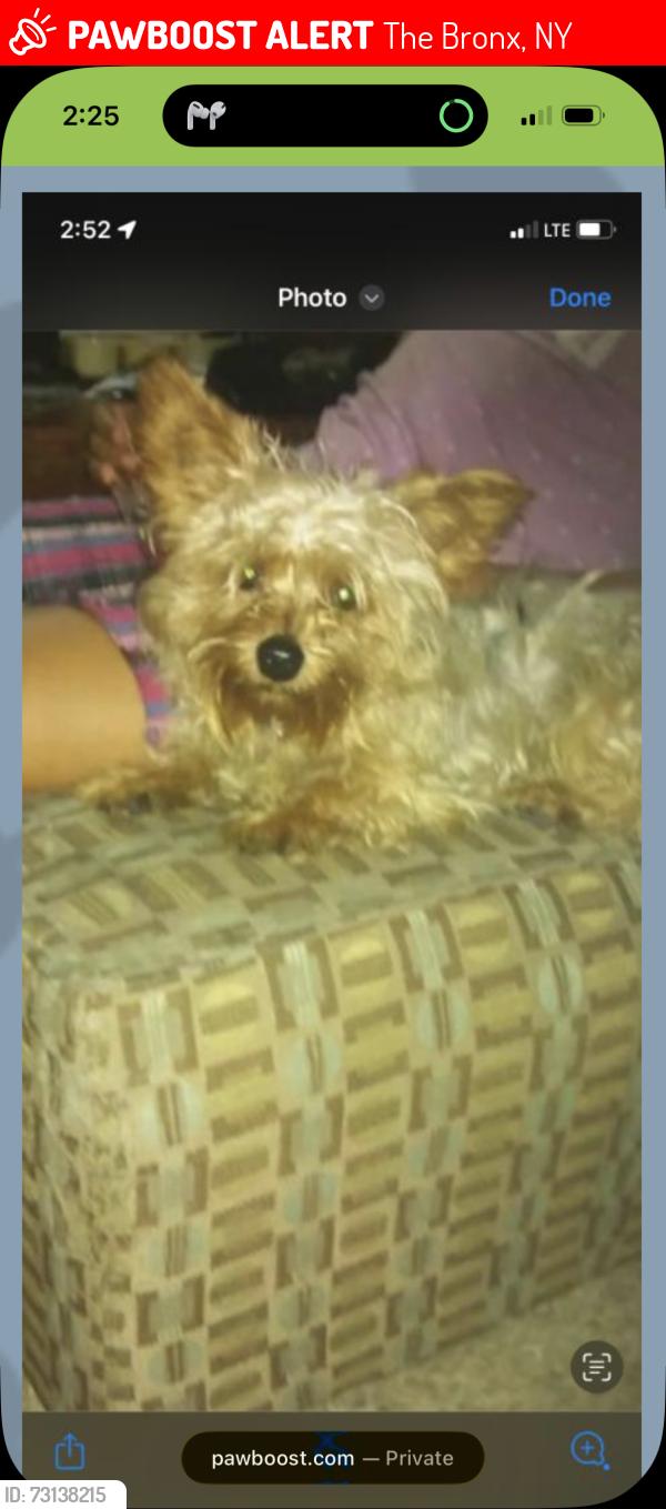 Lost Male Dog last seen Between allerton and adee, The Bronx, NY 10469