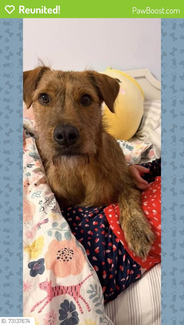 Reunited Male Dog last seen McKee Rd / Providence Rd, Charlotte, NC 28270