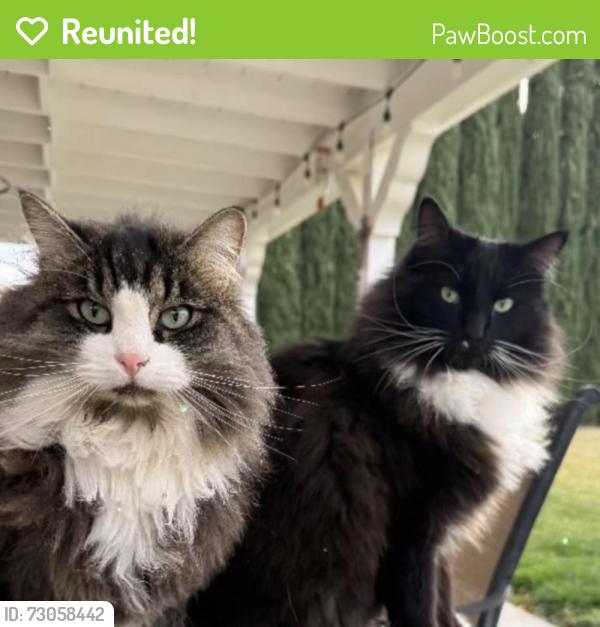 Reunited Male Cat last seen Windcrest and Summit, Palmdale, CA 93551