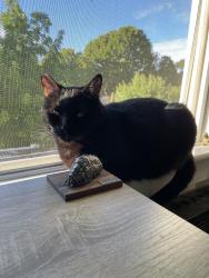 Reunited Female Cat last seen Division and 22nd, Portland, OR 97202