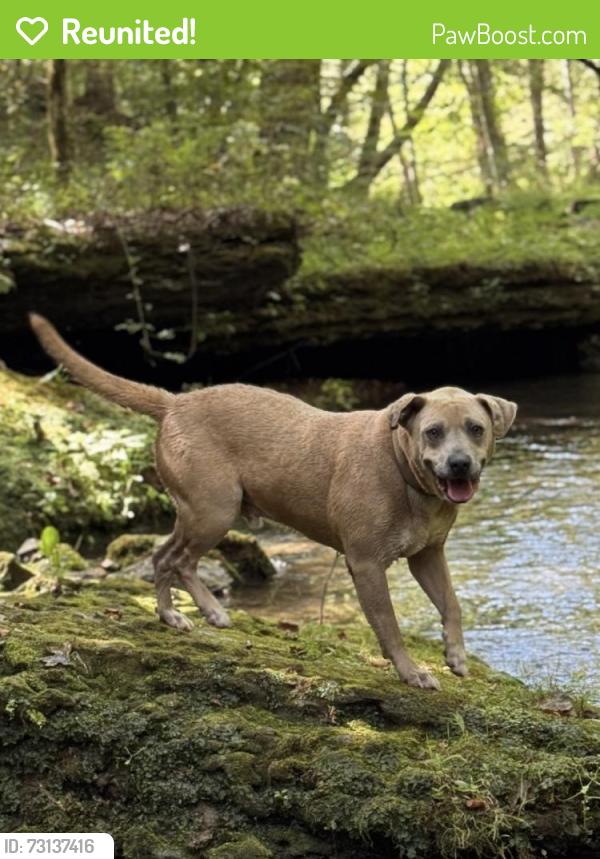 Reunited Male Dog last seen 37343, Hale Rd, Daisy Dallas Rd, Roberson Rd, Chattanooga, TN 37343