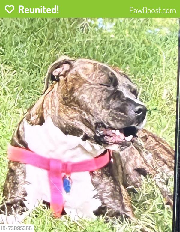 Reunited Female Dog last seen Near N Farm Rd, Greene County, MO 65757
