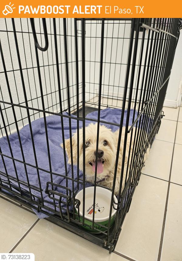 Found/Stray Female Dog last seen Pascal St, El Paso, TX 79932