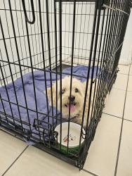 Found/Stray Female Dog last seen Pascal St, El Paso, TX 79932