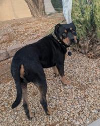 Reunited Unknown Dog last seen Hardy Drive and Guadalupe Rd, Tempe, AZ 85283