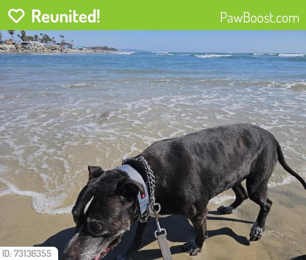Reunited Male Dog last seen Calavera, Oceanside, CA 92056