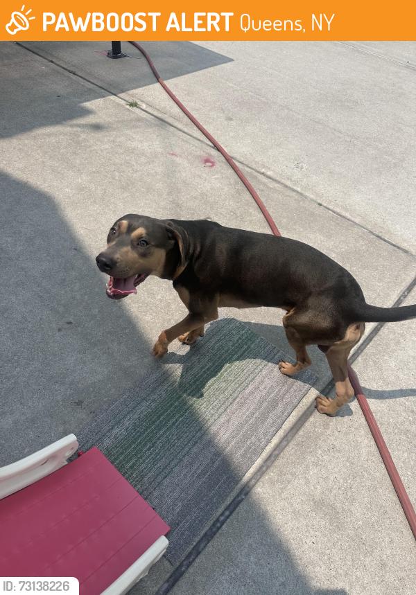 Found/Stray Male Dog last seen 222nd and 115th rd Cambria heights ny 11411, Queens, NY 11411