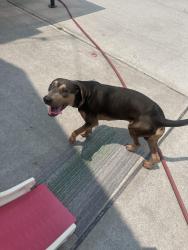 Found/Stray Male Dog last seen 222nd and 115th rd Cambria heights ny 11411, Queens, NY 11411