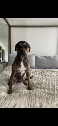 Lost Female Dog last seen Near cat ct, Conroe, TX 77302