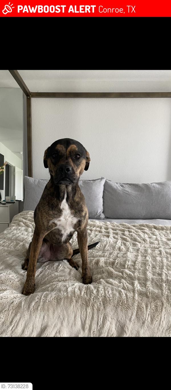 Lost Female Dog last seen Near cat ct, Conroe, TX 77302