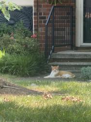 Found/Stray Male Cat last seen Lockett Rd at Westfield cndmniums, Knoxville, TN 37919