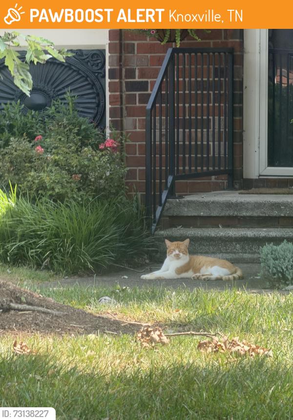 Found/Stray Male Cat last seen Lockett Rd at Westfield cndmniums, Knoxville, TN 37919