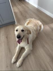 Reunited Male Dog last seen Near Crossraods Church Parking Lot, Dunwoody, GA 30360