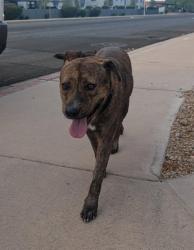 Reunited Unknown Dog last seen Hardy Drive and Guadalupe Road in Tempe, Tempe, AZ 85283