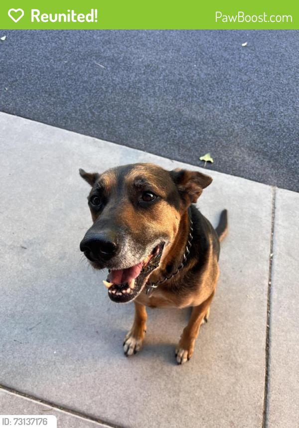 Reunited Male Dog last seen Sheridan and alameda, Denver, CO 80219