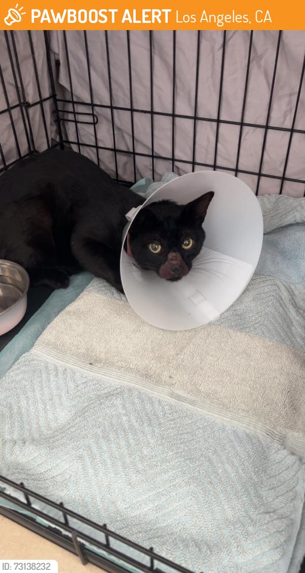 Found/Stray Male Cat last seen W Fifth St and S Palos Verdes St, Los Angeles, CA 90731