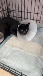 Found/Stray Male Cat last seen W Fifth St and S Palos Verdes St, Los Angeles, CA 90731