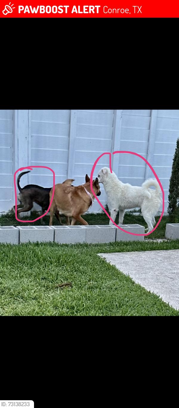 Lost Male Dog last seen Near cat ct, Conroe, TX 77302