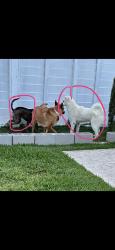 Lost Male Dog last seen Near cat ct, Conroe, TX 77302