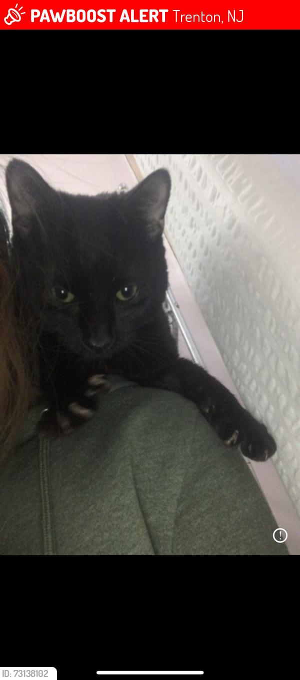 Lost Male Cat last seen Near Cleveland Ave 08609, Trenton, NJ 08609