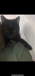 Lost Male Cat last seen Near Cleveland Ave 08609, Trenton, NJ 08609