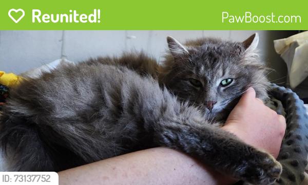 Reunited Male Cat last seen NW Routt Way, Westminster, CO 80021, USA, Westminster, CO 80021