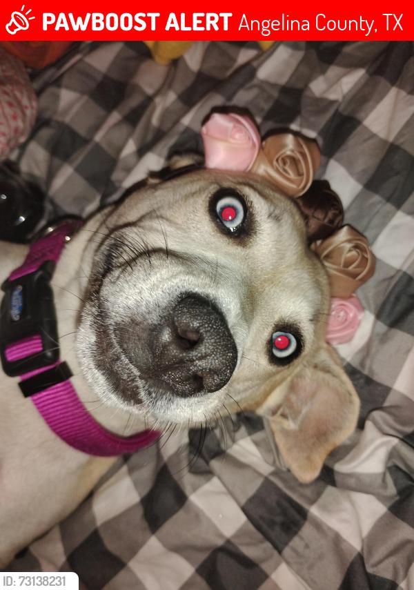 Lost Female Dog last seen Earl schoffner road,Hanks creek,Holly acres, Angelina County, TX 75949