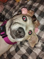 Lost Female Dog last seen Earl schoffner road,Hanks creek,Holly acres, Angelina County, TX 75949