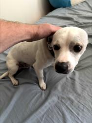 Reunited Male Dog last seen Mendez High School, Los Angeles, CA 90033