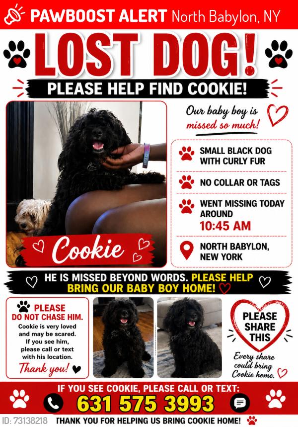 Lost Male Dog last seen Sunrise highway, North Babylon, NY 11703