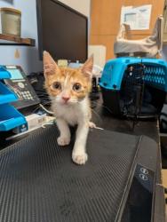 Shelter Stray Male Cat last seen Near Memorial Drive, Atlanta, GA 30317, 30317, GA, 3280 Chamblee Dunwoody Rd, Chamblee, GA 30341, USA