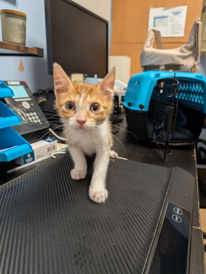 Shelter Stray Male Cat last seen Near Memorial Drive, Atlanta, GA 30317, 30317, GA, 3280 Chamblee Dunwoody Rd, Chamblee, GA 30341, USA