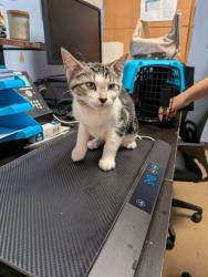Shelter Stray Female Cat last seen Near Memorial Drive, Atlanta, GA 30317, 30317, GA, 3280 Chamblee Dunwoody Rd, Chamblee, GA 30341, USA
