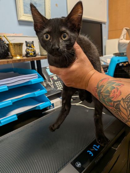 Shelter Stray Female Cat last seen Near Ranchwood Dr NE, Atlanta, GA 30345, 30345, GA, 3280 Chamblee Dunwoody Rd, Chamblee, GA 30341, USA