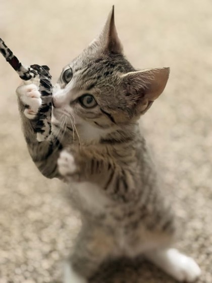 Shelter Stray Female Cat last seen Near Candace Way SE, Atlanta, GA 30316, 30316, GA, 3280 Chamblee Dunwoody Rd, Chamblee, GA 30341, USA