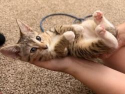 Shelter Stray Female Cat last seen Near Candace Way SE, Atlanta, GA 30316, 30316, GA, 3280 Chamblee Dunwoody Rd, Chamblee, GA 30341, USA