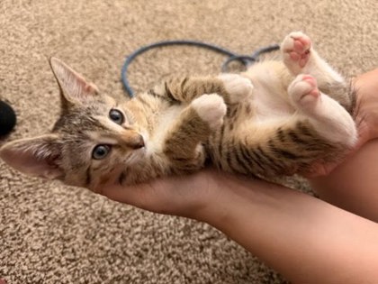 Shelter Stray Female Cat last seen Near Candace Way SE, Atlanta, GA 30316, 30316, GA, 3280 Chamblee Dunwoody Rd, Chamblee, GA 30341, USA