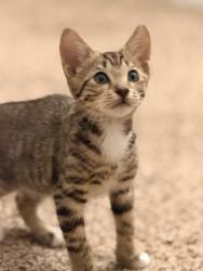 Shelter Stray Male Cat last seen Near Candace Way SE, Atlanta, GA 30316, 30316, GA, 3280 Chamblee Dunwoody Rd, Chamblee, GA 30341, USA