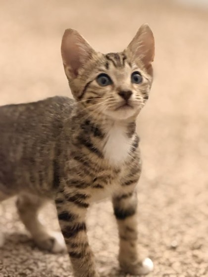 Shelter Stray Male Cat last seen Near Candace Way SE, Atlanta, GA 30316, 30316, GA, 3280 Chamblee Dunwoody Rd, Chamblee, GA 30341, USA