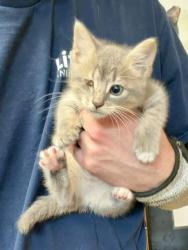 Shelter Stray Male Cat last seen Near Churchill Ct Stone Mountain, GA 30083, 30083, GA, 3280 Chamblee Dunwoody Rd, Chamblee, GA 30341, USA