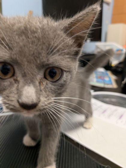 Shelter Stray Female Cat last seen Near Shepherds Path, Decatur, GA, 30034, 30034, GA, 3280 Chamblee Dunwoody Rd, Chamblee, GA 30341, USA