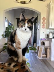 Reunited Female Cat last seen Meadowlakes Dr between Bristol Ln and Gateway St, Azle, TX 76020
