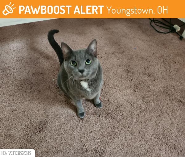 Found/Stray Female Cat last seen Brownlee Woods, Youngstown, OH 44514