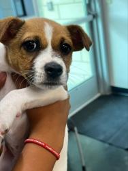 Shelter Stray Male Dog last seen Outside home on Zelda Ln, Memphis, TN, 935 Farm Rd, Memphis, TN 38134, USA