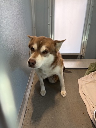 Shelter Stray Male Dog last seen E Turner Ave & N Winery Ave, Fresno Zone Fresno CO 2 93727,, 1510 W Dan Ronquillo Dr, Fresno, CA 93706, USA